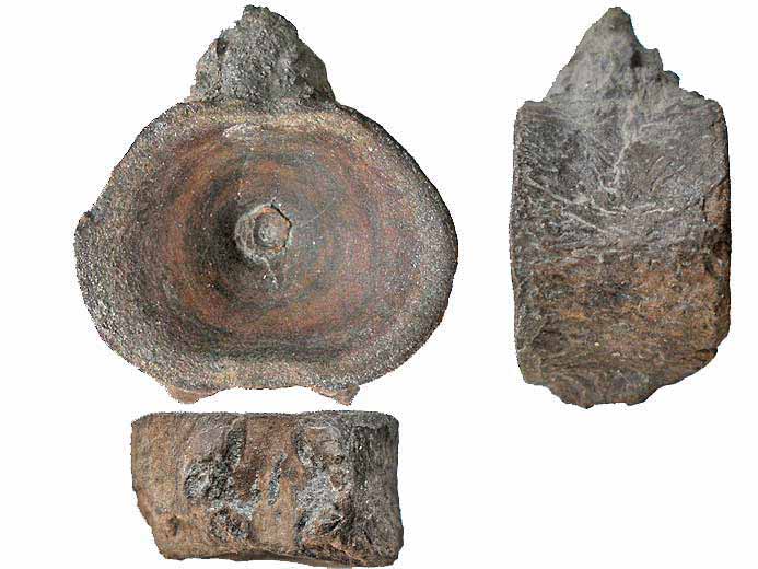 Raie : vertbres de Poisson fossile jurassique Boulonnais