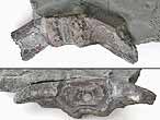 Vertebre fossile de Raie du jurassique Boulonnais
