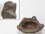 Vertebre fossile de Raie du jurassique Boulonnais