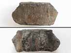 Vertebre fossile de Raie du jurassique Boulonnais