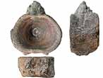 Vertebre fossile de Raie du jurassique Boulonnais