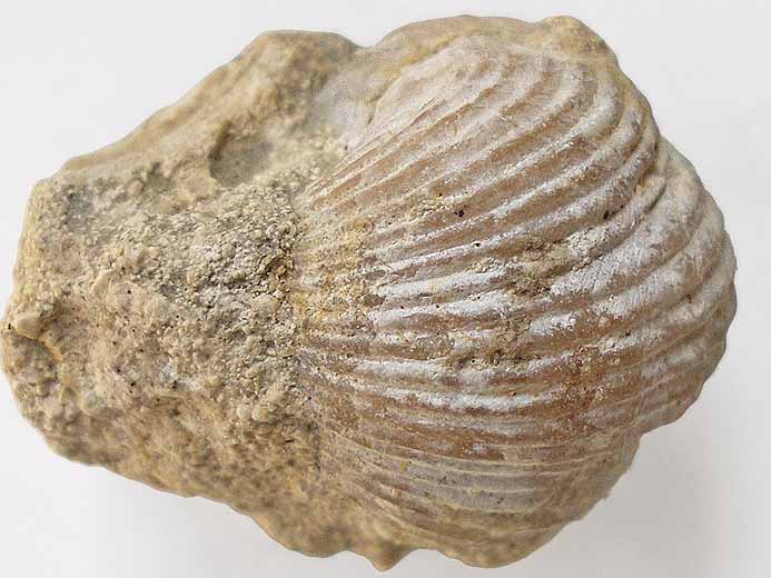 Rhynchonelle anachronique (non Kimmridgienne)