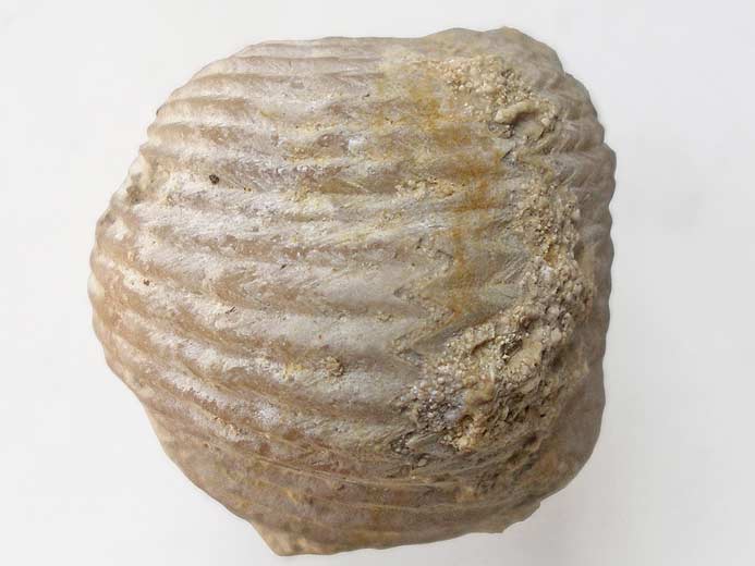 Rhynchonelle anachronique (non Kimmridgienne)