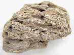 Bois fossile du jurassique Boulonnais