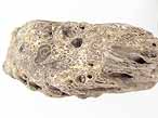 Bois fossile du jurassique Boulonnais