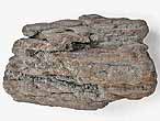 Bois fossile du jurassique Boulonnais