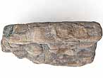 Bois fossile du jurassique Boulonnais