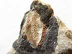 Graine fossile du jurassique Boulonnais