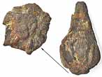 Graine fossile du jurassique Boulonnais