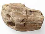 Bois fossile du jurassique Boulonnais