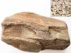 Bois fossile du jurassique Boulonnais