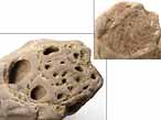 Bois fossile du jurassique Boulonnais