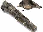 Bois fossile du jurassique Boulonnais
