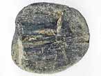 Graine fossile du jurassique Boulonnais
