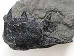 Bois fossile du jurassique Boulonnais