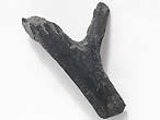 Bois fossile du jurassique Boulonnais