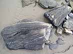 Bois fossile du jurassique Boulonnais