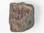 Bois fossile du jurassique Boulonnais