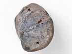 Bois fossile du jurassique Boulonnais