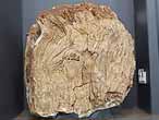 Bois fossile du jurassique Boulonnais PHOTO SOUMISE A COPYRIGHT