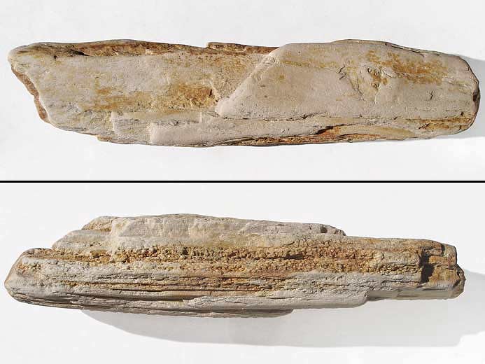 Bois fossile jurassique Boulonnais