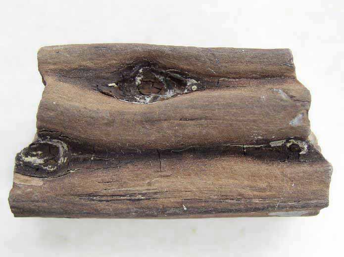 Bois fossile jurassique Boulonnais