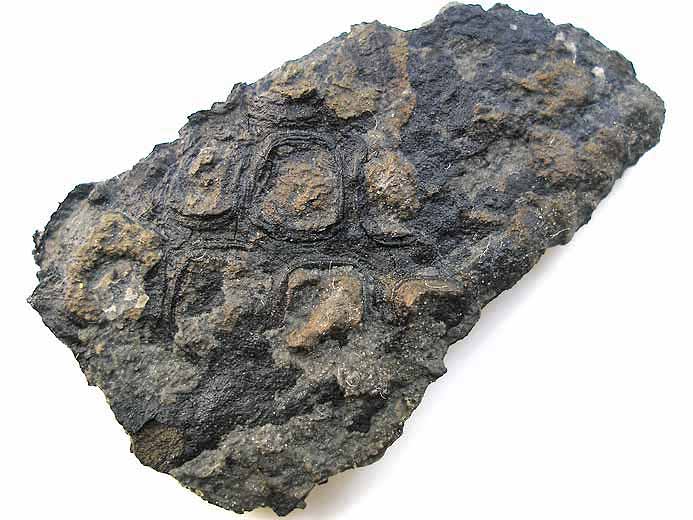Bois fossile jurassique Boulonnais