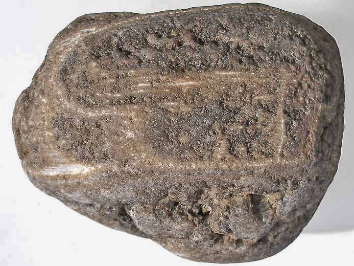 Bois fossile pignis jurassique Boulonnais
