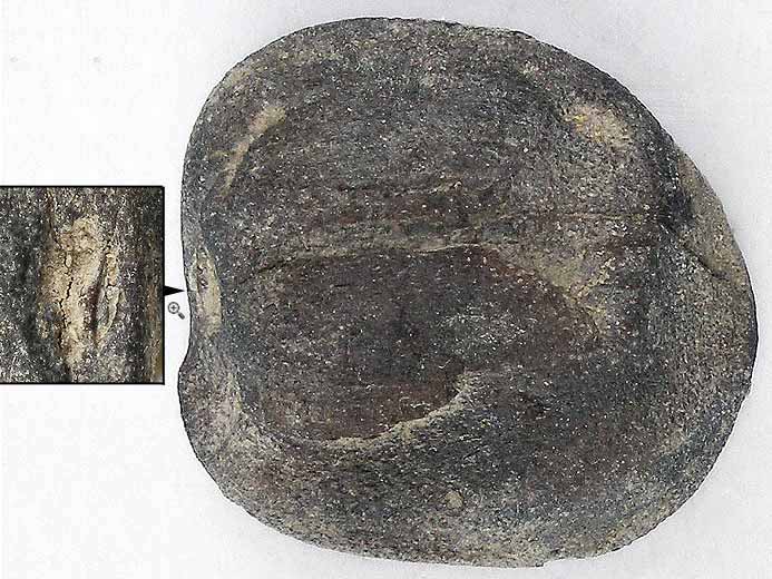 Graine fossile du jurassique Boulonnais