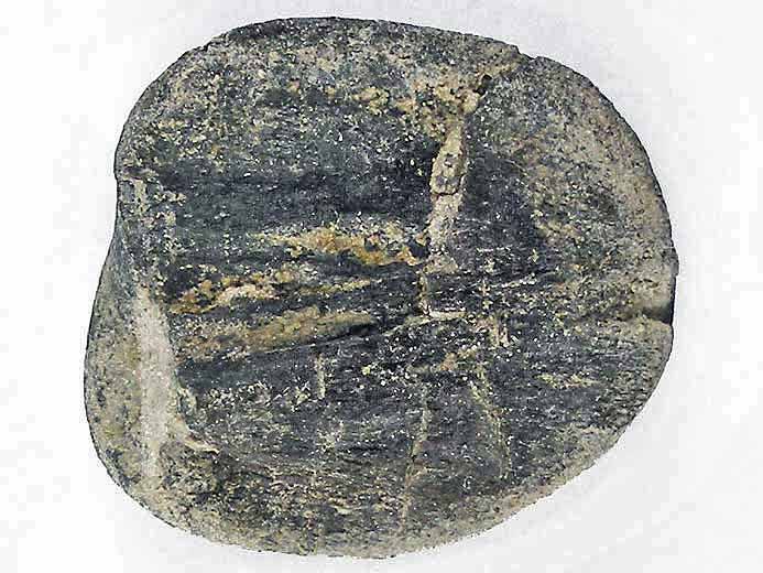 Graine fossile du jurassique Boulonnais