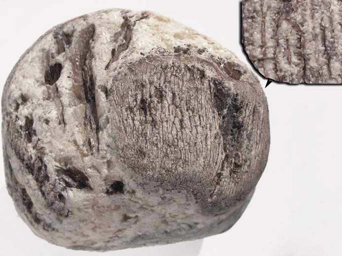 Bois fossile pignis jurassique Boulonnais