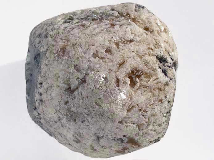 Bois fossile pignis jurassique Boulonnais