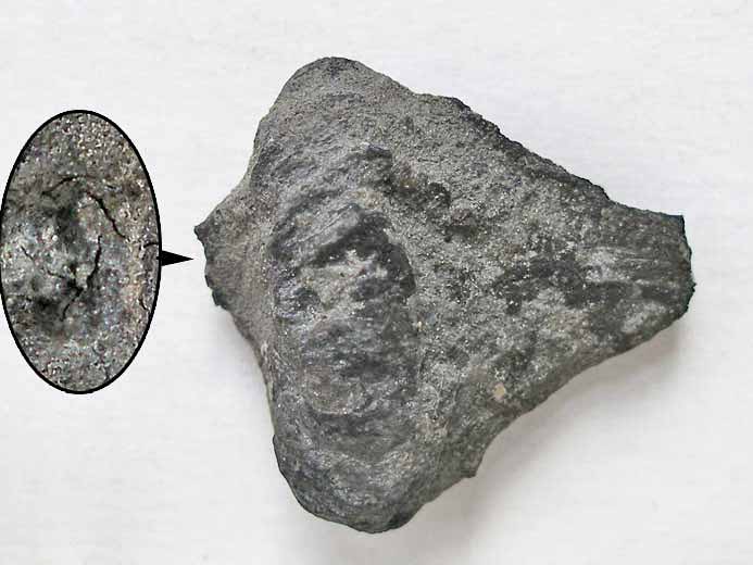 Bois fossile jurassique Boulonnais