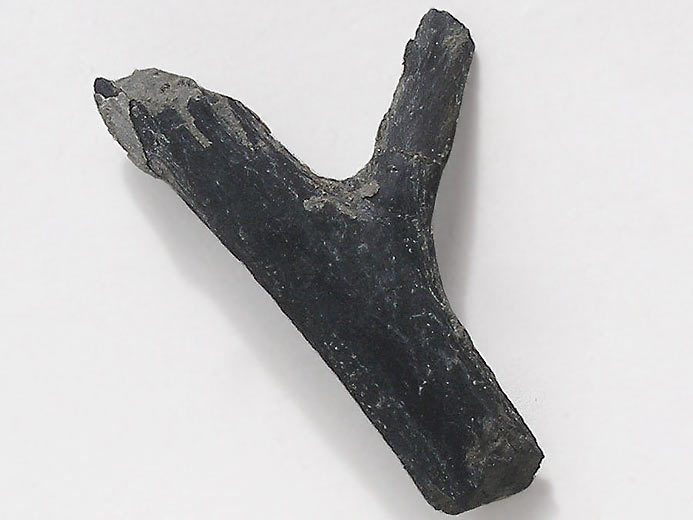 Bois fossile jurassique Boulonnais
