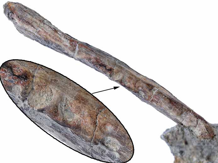Bois fossile jurassique Boulonnais