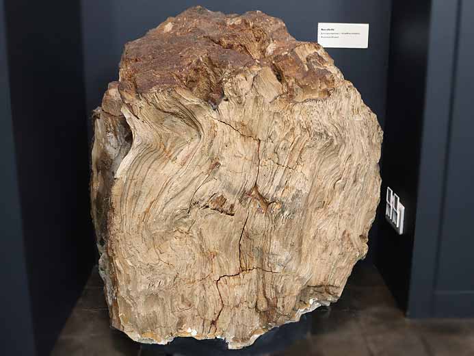 Bois fossile jurassique Boulonnais PHOTO SOUMISE A COPYRIGHT