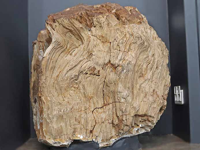 Bois fossile jurassique Boulonnais PHOTO SOUMISE A COPYRIGHT